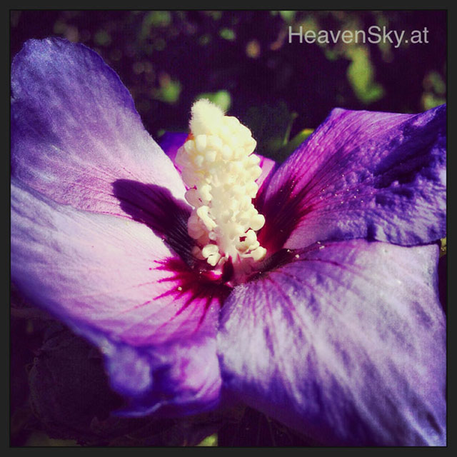 Nature-Landscapes-Animals-Photography