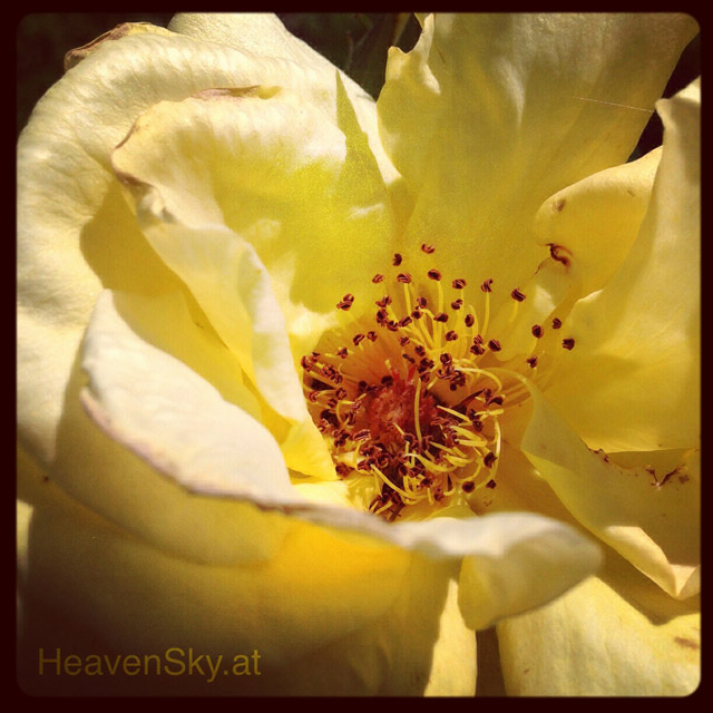 Nature-Landscapes-Animals-Photography