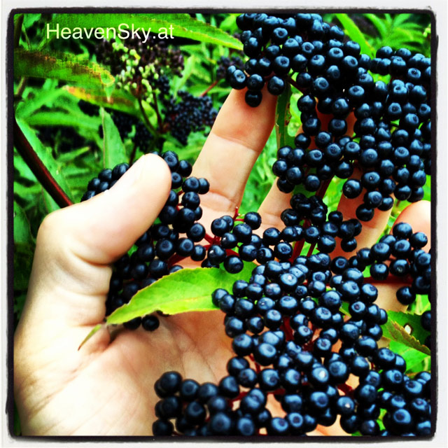 Nature-Landscapes-Animals-Photography