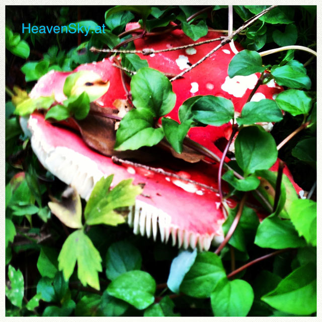 Nature-Landscapes-Animals-Photography