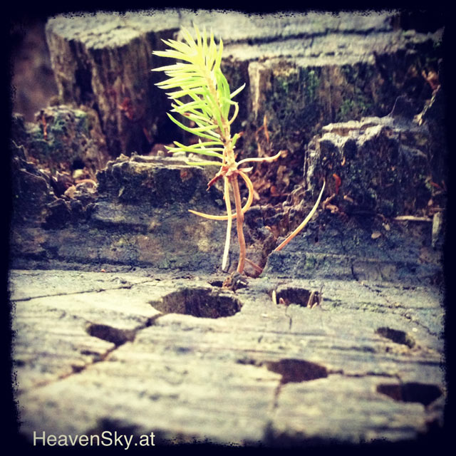 Nature-Landscapes-Animals-Photography