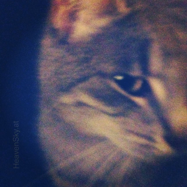 Nature-Landscapes-Animals-Photography