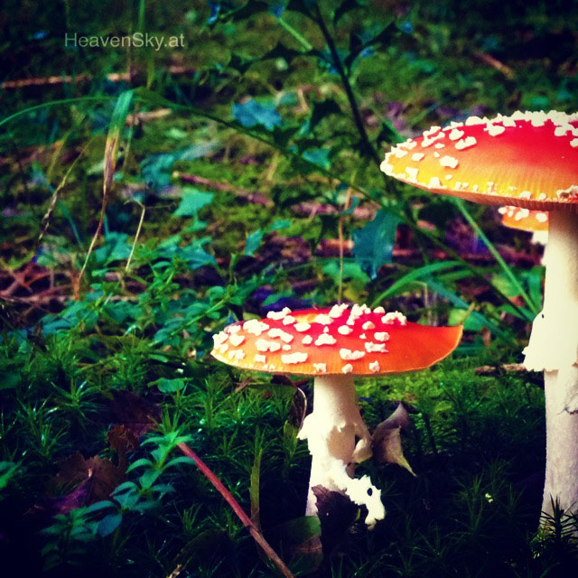 Nature-Landscapes-Animals-Photography