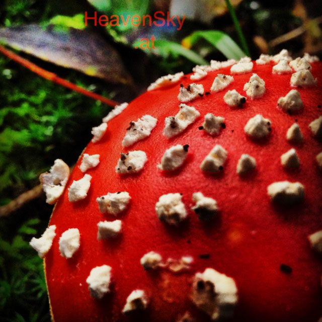 Nature-Landscapes-Animals-Photography