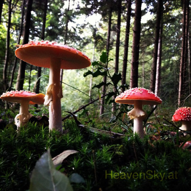 Nature-Landscapes-Animals-Photography