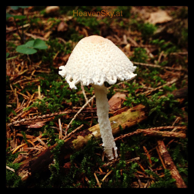 Nature-Landscapes-Animals-Photography