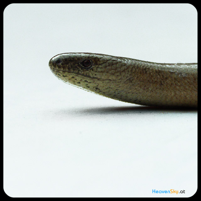 Nature-Landscapes-Animals-Photography