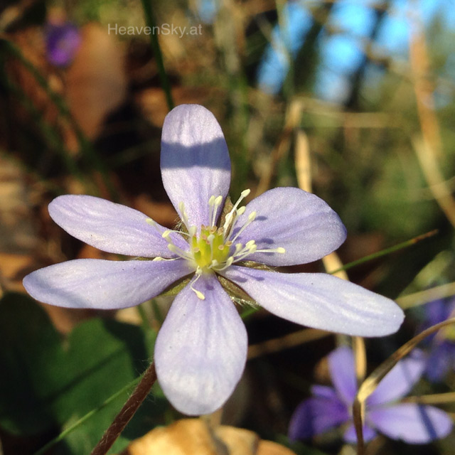 Nature-Landscapes-Animals-Photography