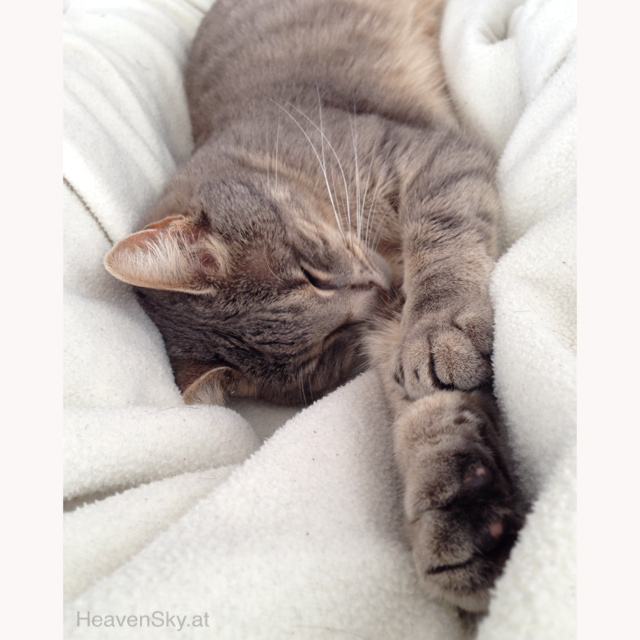 Nature-Landscapes-Animals-Photography